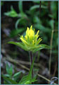 Yellow Paintbrush