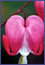 Flower Essences